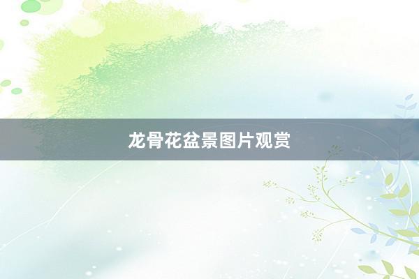 龙骨花盆景图片观赏