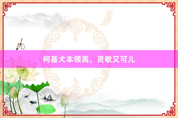 柯基犬本领高，灵敏又可儿